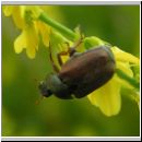 Anisoplia segetum - Blatthornkaefer 01.jpg